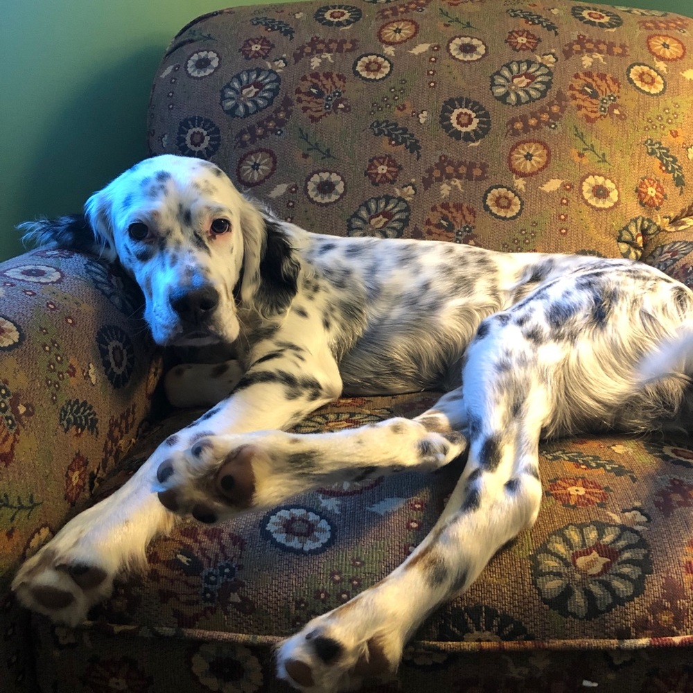 Meet your Posher, Hannah